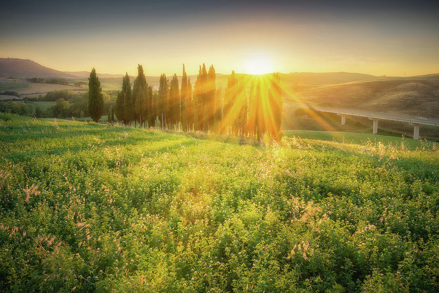 Tuscany Grass Field Photograph by Celia Zhen