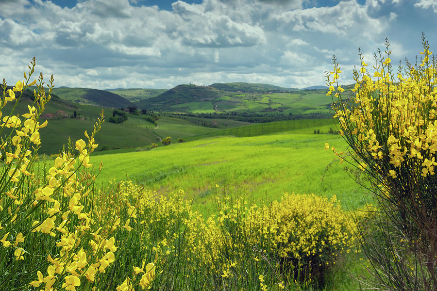 Tuscany hills landscape with yellow flowers Photograph by Mikhail Kokhanchikov