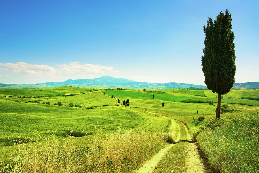 Tuscany landscape, rural road, wheat field and tree. Crete Senes Photograph by Stefano Orazzini
