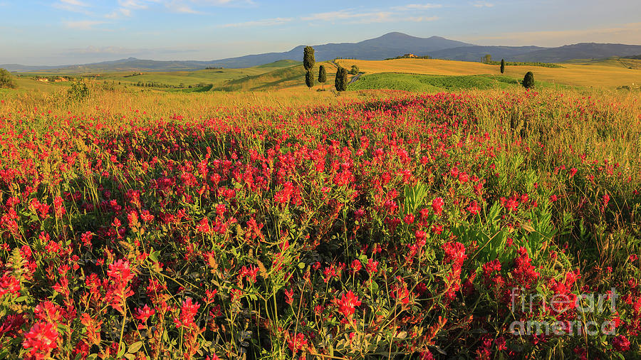Tuscany Landscapes 2 Photograph by Henk Meijer Photography