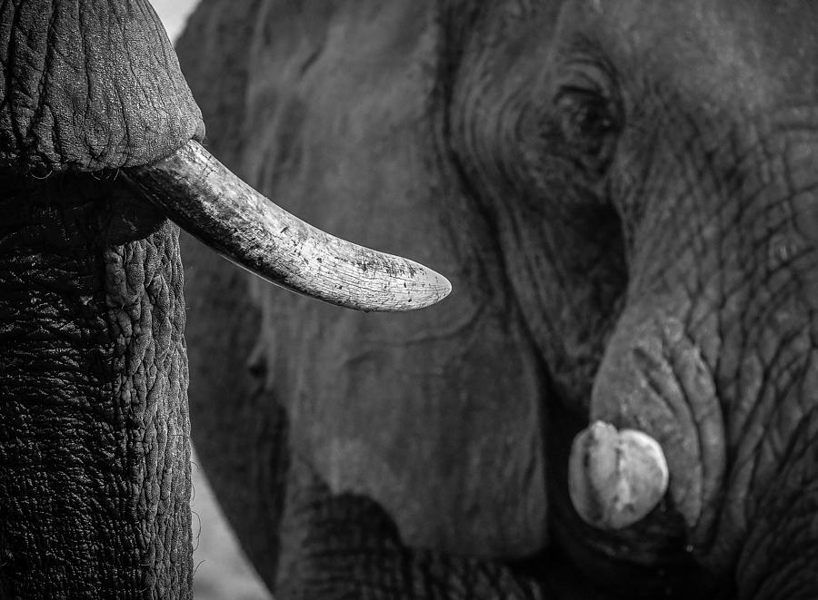 Tusk and Eye BW Photograph by Alistair Lyne