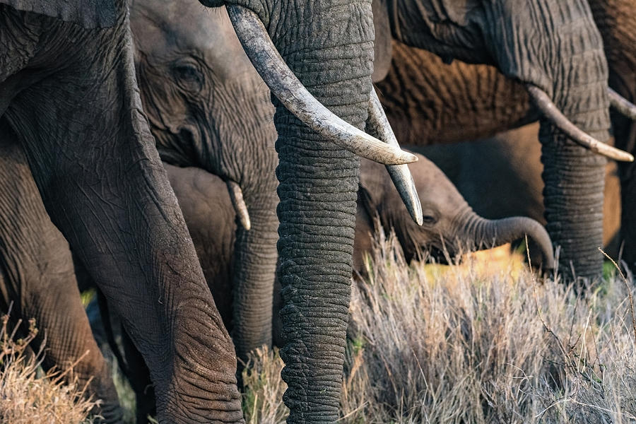 Tusks and Trunks and Mayhem Photograph by Janis Connell