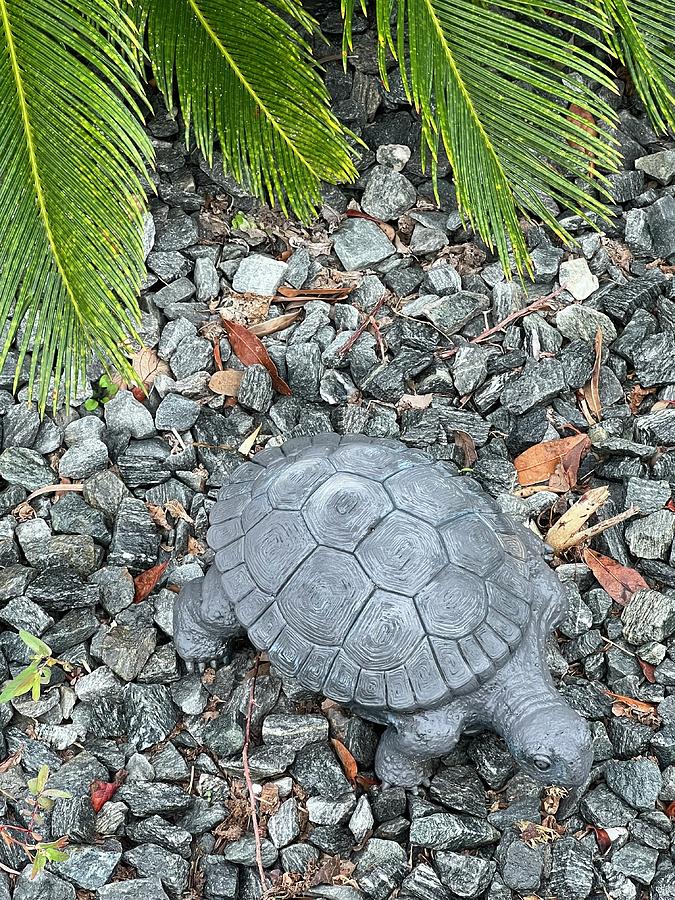 Tuttle Turtle Photograph by Linda Thacker - Fine Art America