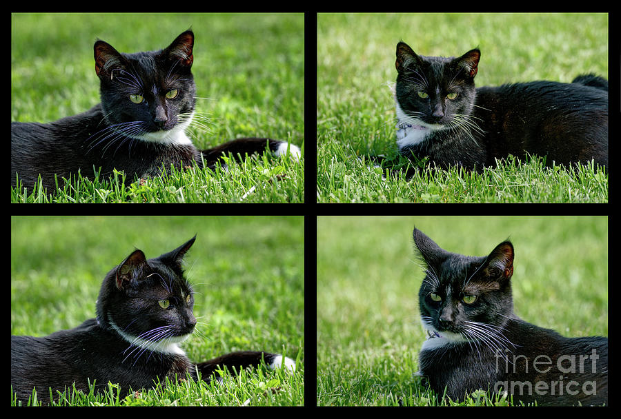 Tuxedo Cat Collage Photograph by Jennifer White