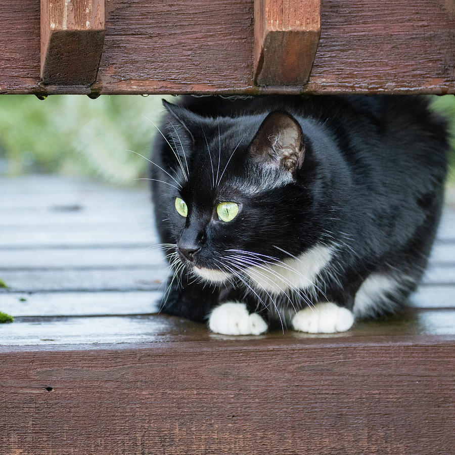Tuxedo Cat on a Deck Photograph by Catherine Avilez