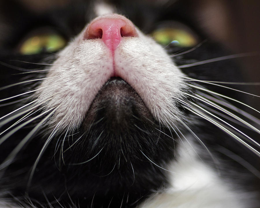 Tuxedo Cat Pink Nose White Whiskers Photograph by Toby McGuire