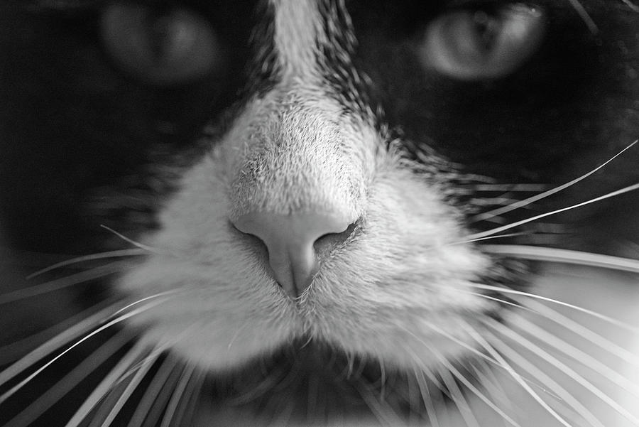 Tuxedo Cat Whiskers and Pink Nose Black and White Photograph by Toby McGuire