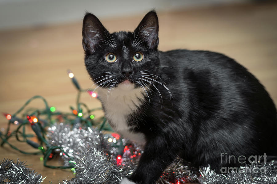 Tuxedo Kitten Christmas Mischief Photograph by Jennifer White