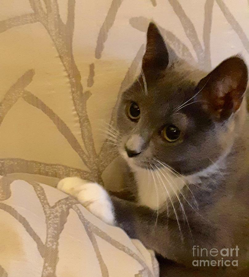 Tuxedo Kitten Photograph