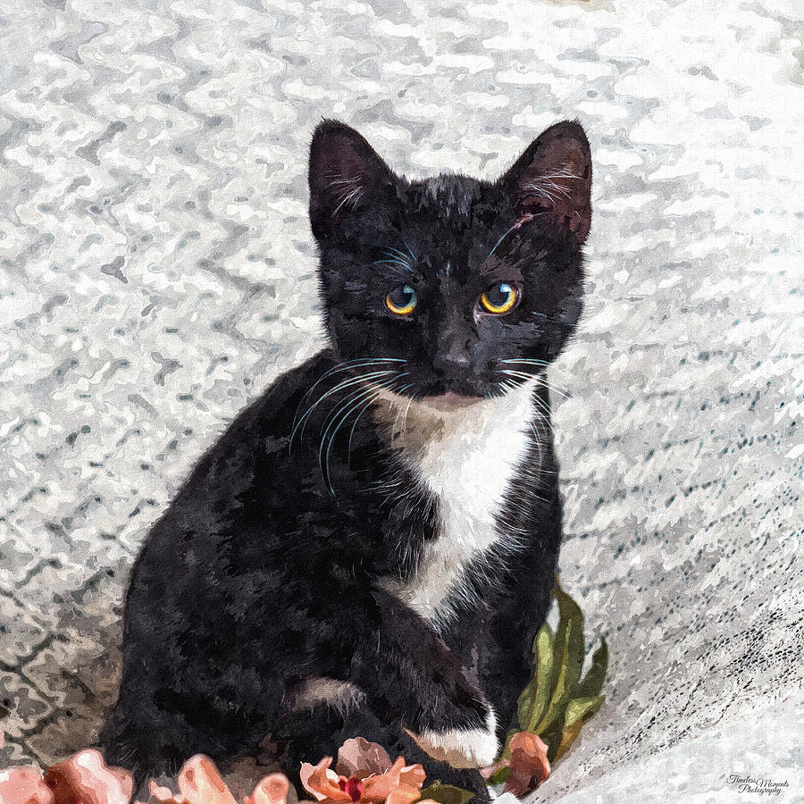 Tuxedo Kitten Painterly Photograph by Jennifer White