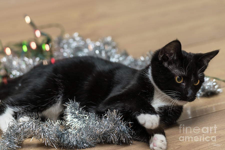 Tuxedo Kitten Tinsel and Lights Photograph by Jennifer White