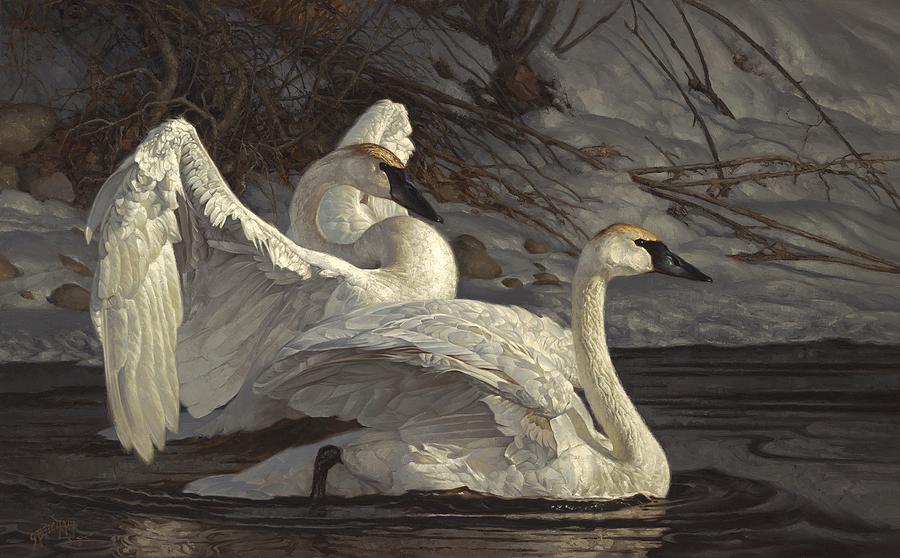 Swan Painting - Tween Dreams and Waking by Greg Beecham