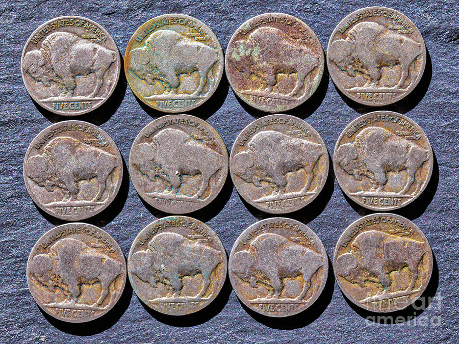 Twelve Buffalo Nickels Photograph by Randy Steele