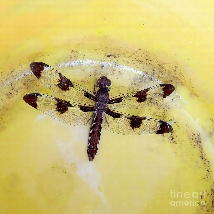 Twelve Spotted Dragonfly Photograph by Scott Cameron