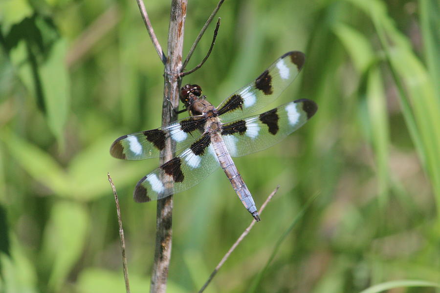 Twelve-spotted Skimmer Photograph by Callen Harty