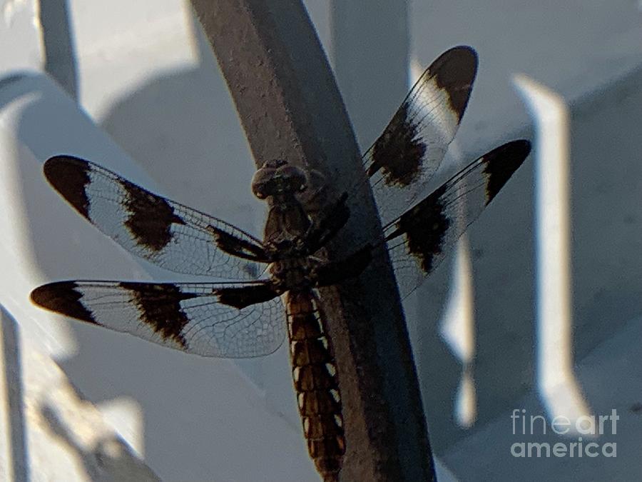 Twelve-spotted Skimmer Photograph by Catherine Wilson