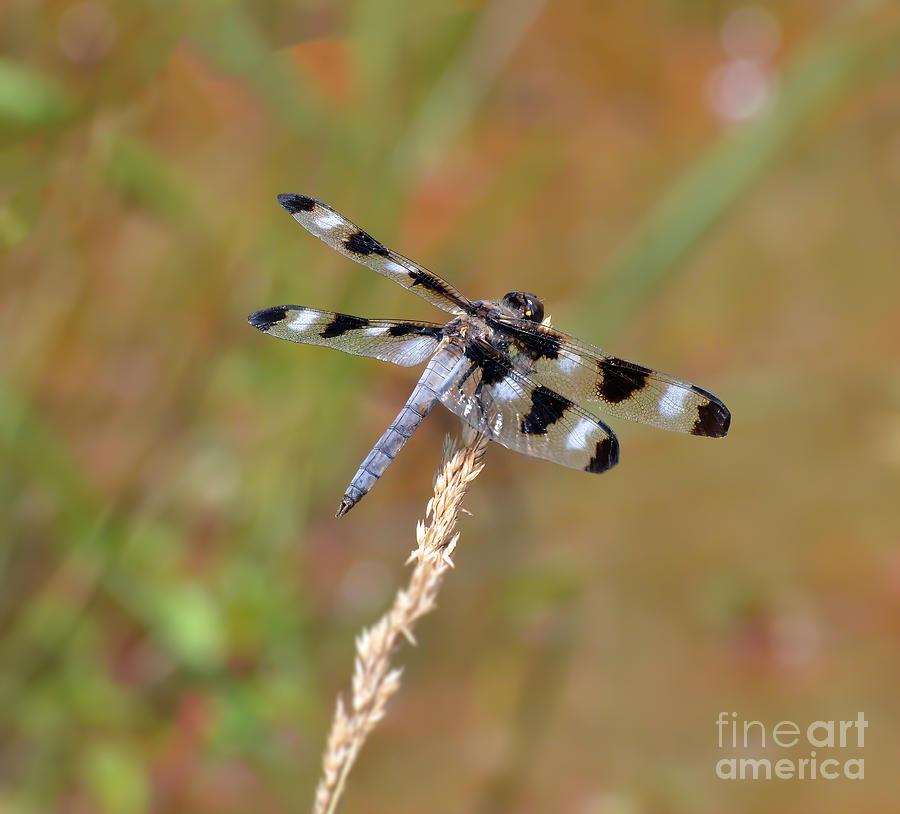 Twelve-spotted Skimmer Dragonfly Photograph by Kerri Farley