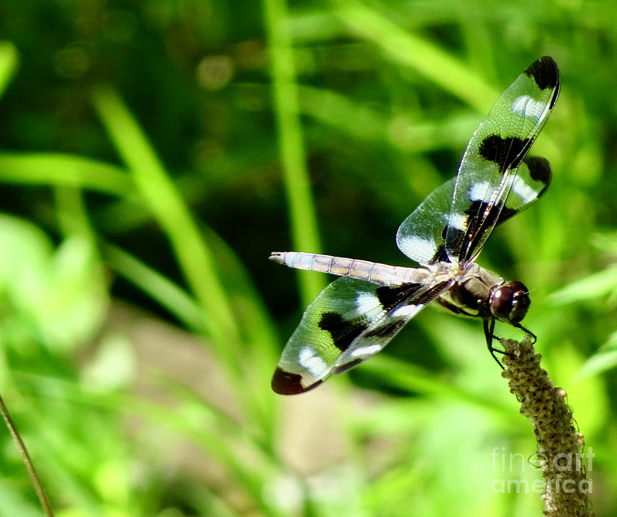 Twelve-spotted Skimmer Photograph