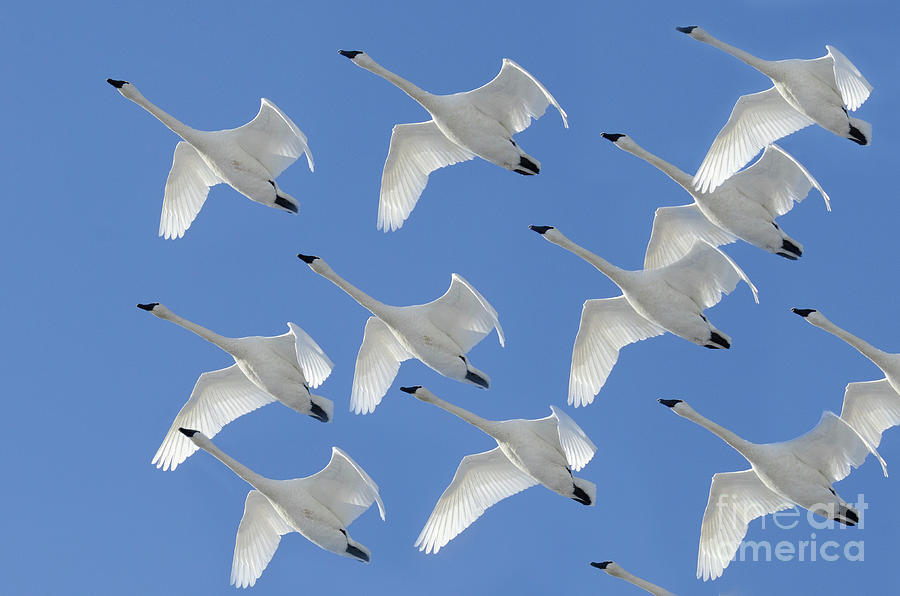 Twelve Swans A Flying Photograph by Bob Christopher
