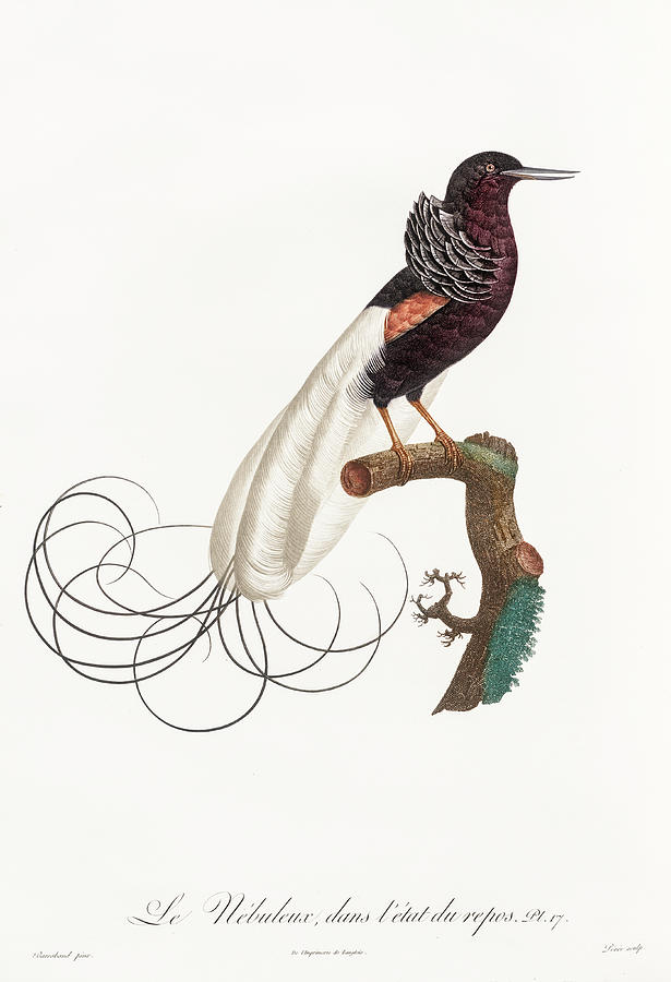 Twelve Wired Bird Of Paradise 01 - Vintage Bird Illustration - Birds Of Paradise - Jacques Barraband Digital Art by Studio Grafiikka