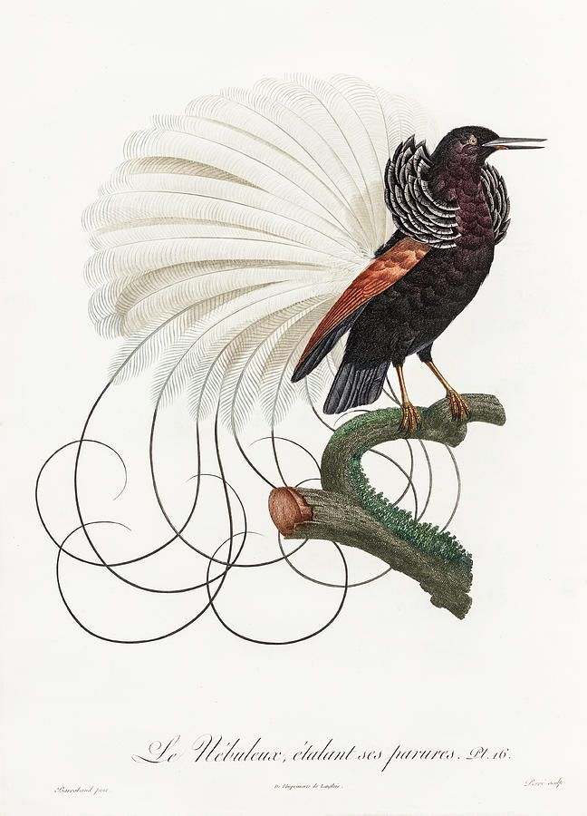 Twelve Wired Bird Of Paradise 02 - Vintage Bird Illustration - Birds Of Paradise - Jacques Barraband Digital Art by Studio Grafiikka