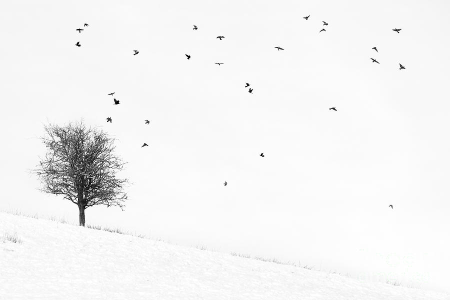 Twenty Seven Birds Photograph by Janet Burdon