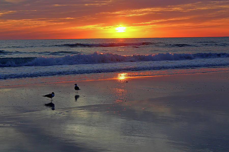 Twice As Nice Photograph by HH Photography of Florida