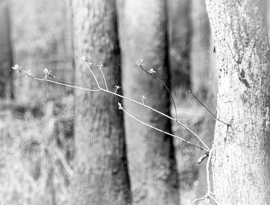Twig in Black and White Photograph by James C Richardson