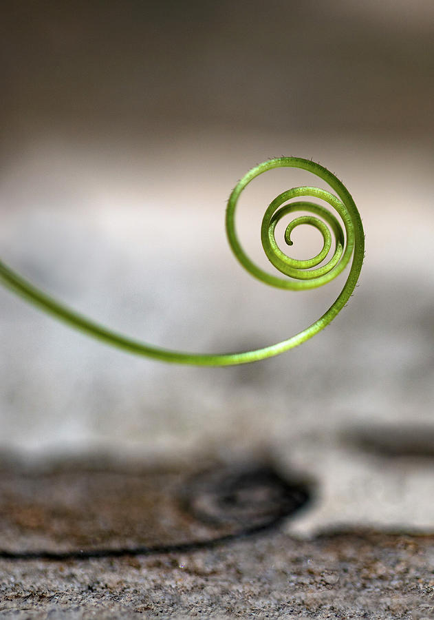 Twig Spiral Photograph by Prakash Ghai