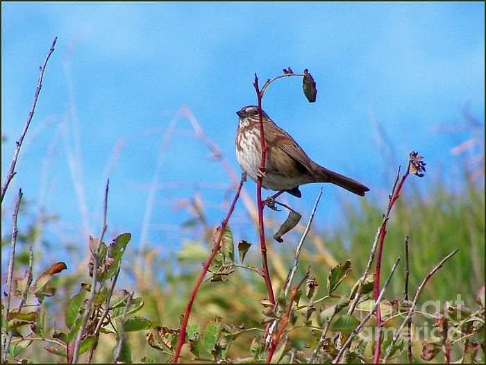 Twiggy Bird Photograph by Kimberly Furey