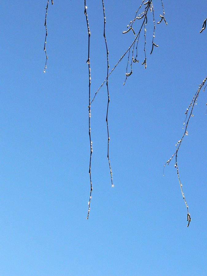 Twigs Against Blue Sky Photograph by Beverly Read