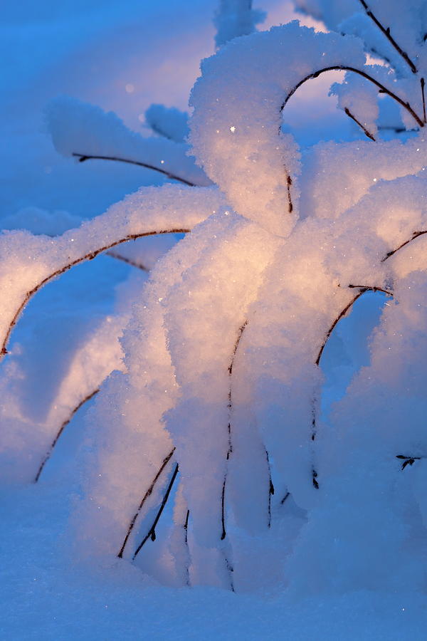 Twigs are bending under a thick layer of fresh snow at sunset Photograph by Ulrich Kunst And Bettina Scheidulin