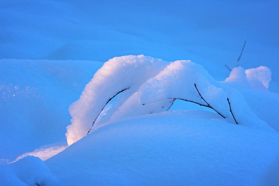 Twigs are bending under a thick layer of snow at sunset Photograph by Ulrich Kunst And Bettina Scheidulin