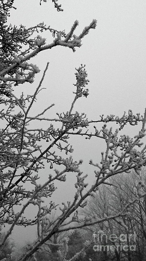 Twigs In Frost And Fog, Monochrome Photograph