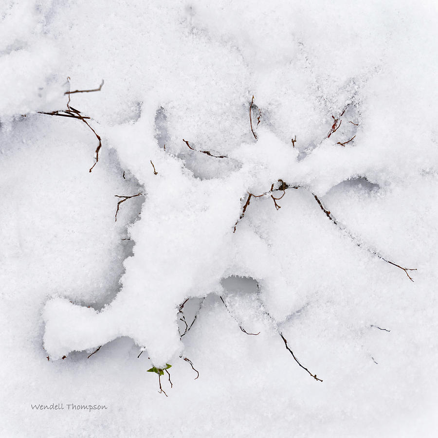 Twigs in Snow Photograph by Wendell Thompson