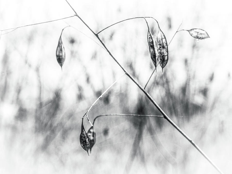 Twigs of Nature in Black and White Photograph by James C Richardson