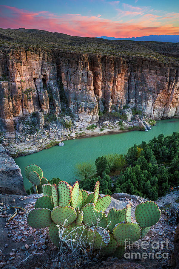 Mountain Photograph - Twilight Cactus by Inge Johnsson