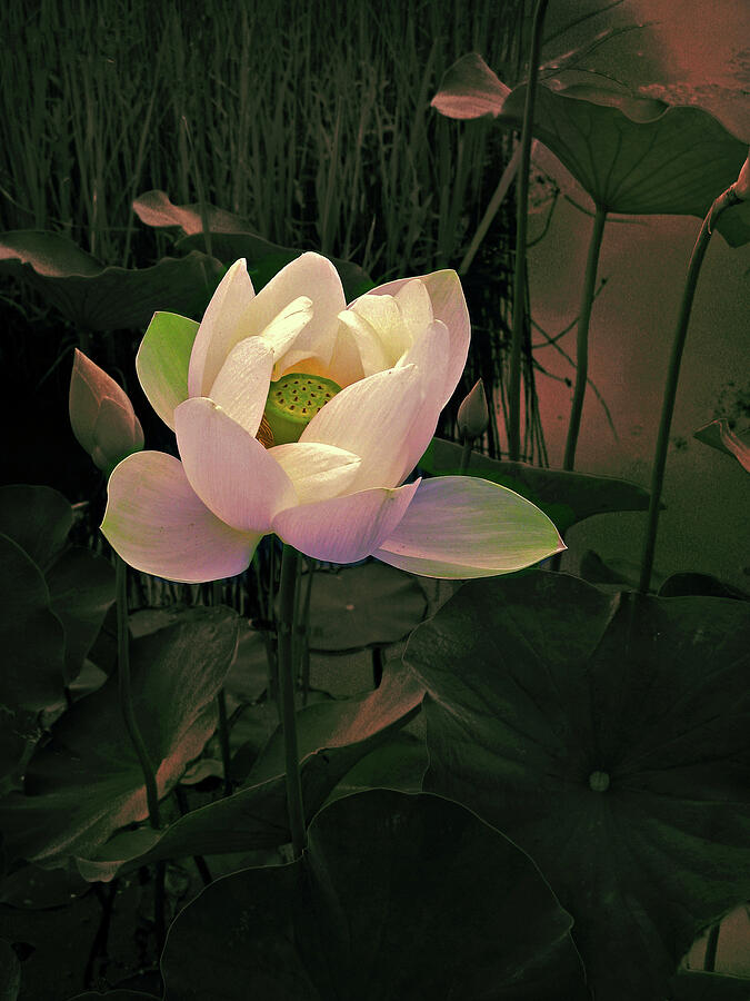 Flower Photograph - Twilight Lotus by Jessica Jenney