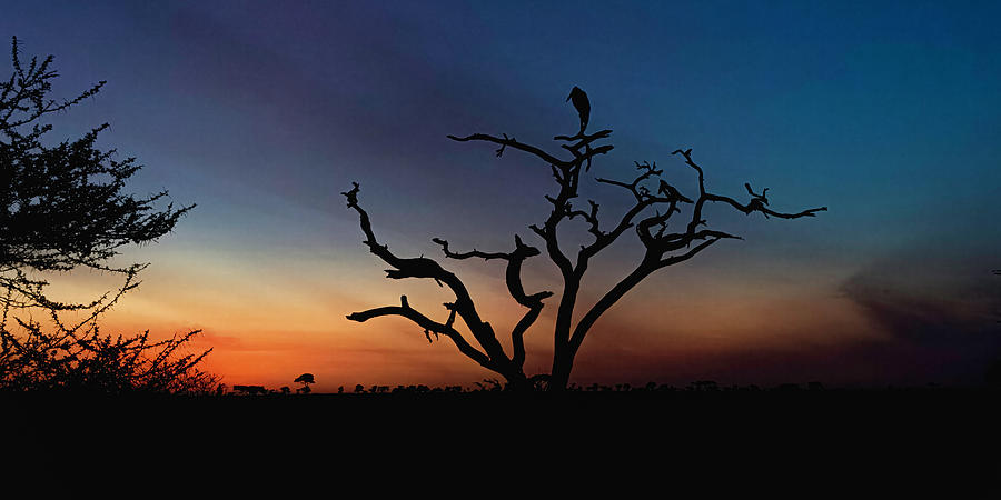 Twilight on the Serengeti Photograph by Douglas Wielfaert
