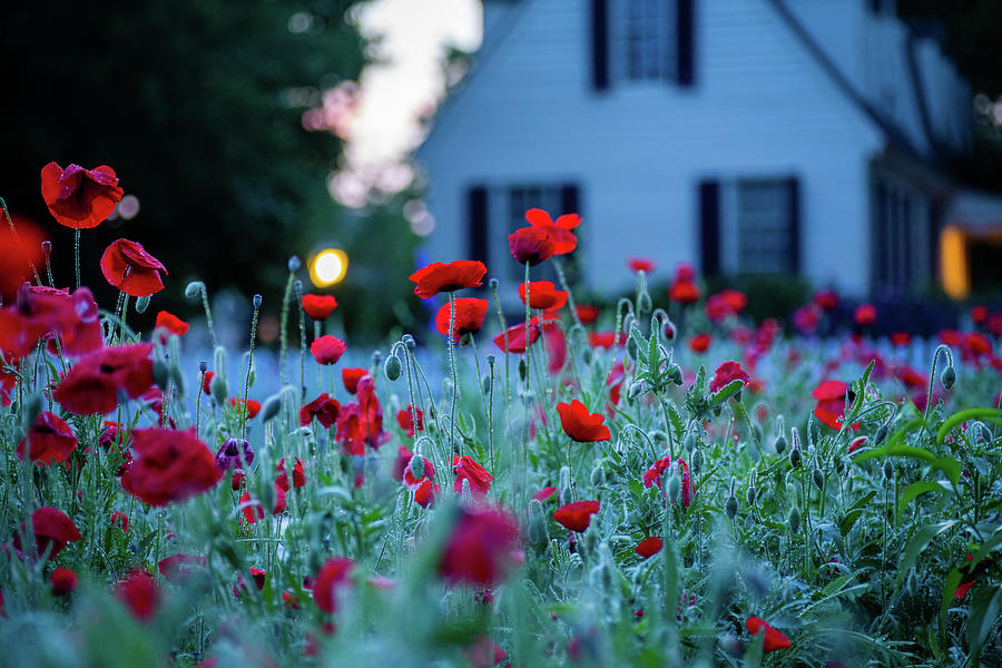Twilight Poppies Photograph by Rachel Morrison