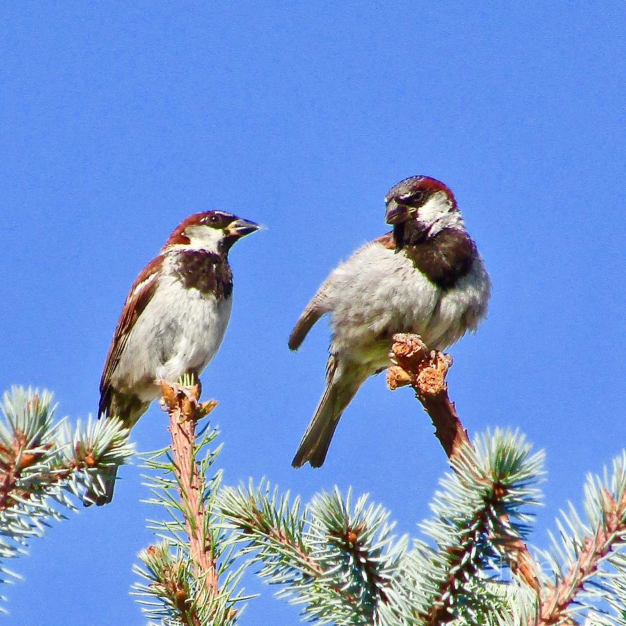 Twin House Finches Photograph by Phyllis Kaltenbach