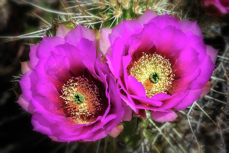 Twin Blooms Photograph by Rick Furmanek