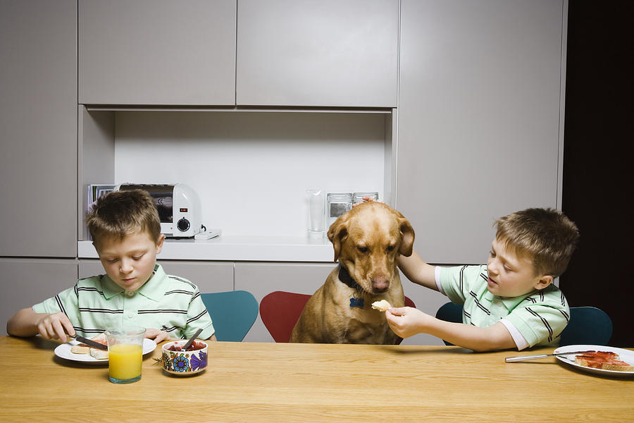 Twin boys (8-10) feeding pet dog at table in kitchen Photograph by Betsie Van der Meer