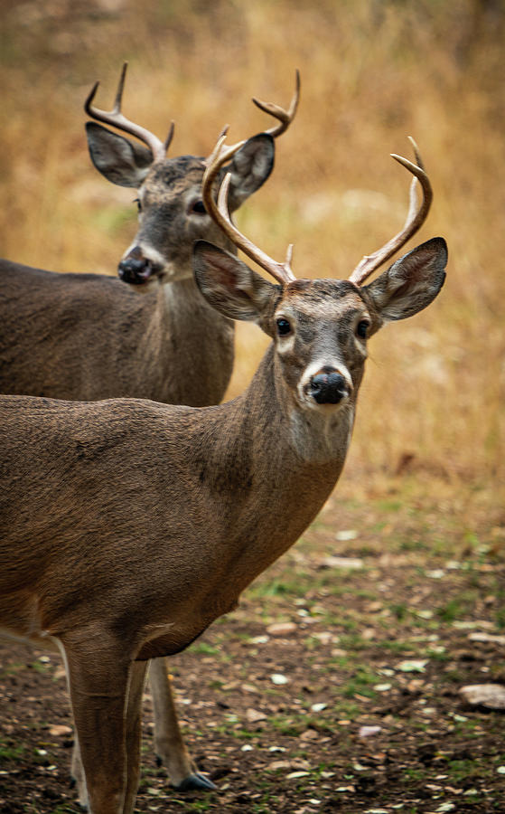 Twin Buck Portrait Photograph by Ron Long Ltd Photography
