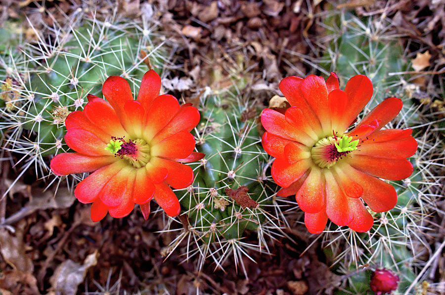 Twin Claret Cup Cactus Photograph by Bob Falcone