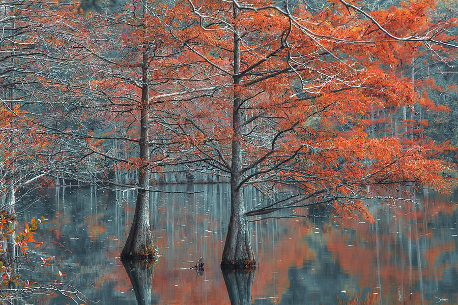 Tree Photograph - Twin Cypress by Iris Greenwell