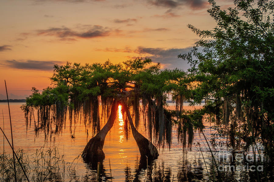 Twin Cypress Sunrise Photograph by Tom Claud