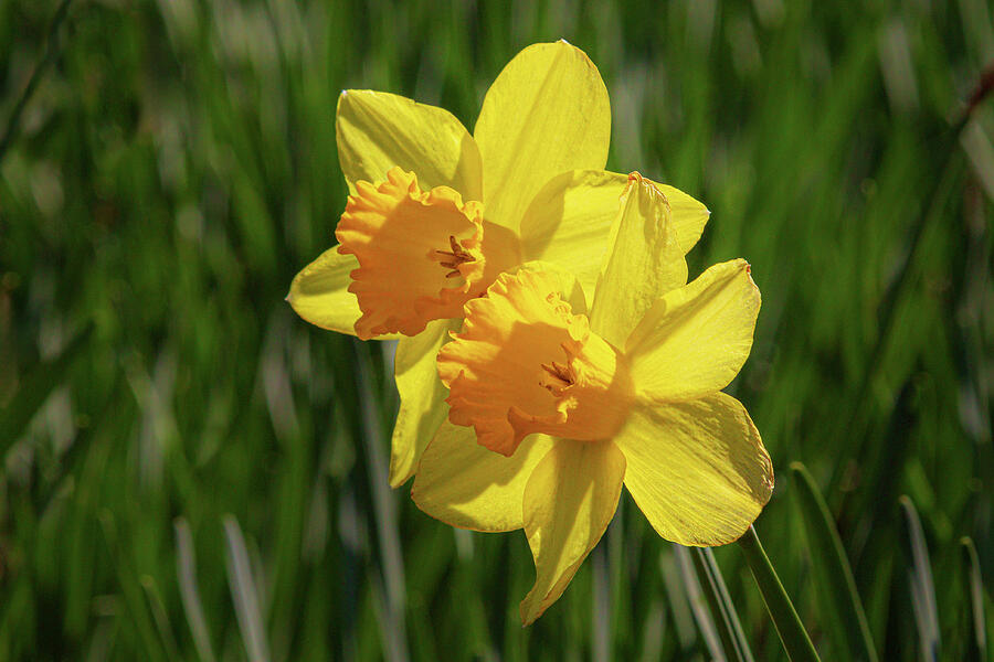 Twin Daffodils Photograph by James Eddy