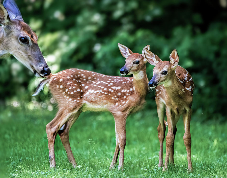 Twin Fawns and Mom Photograph by Regina Muscarella