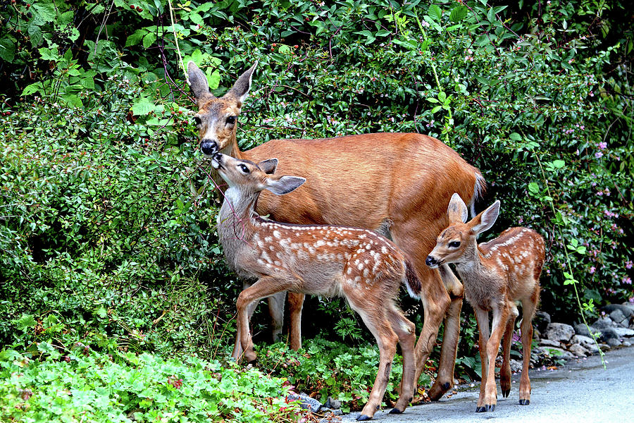 Twin Fawns and Mother Deer Photograph by Peggy Collins